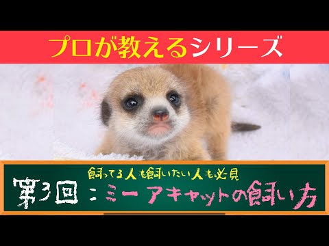 マネーキャットについて詳しく解説