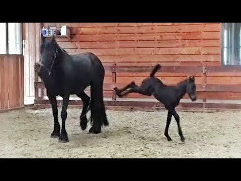 5 days old Friesian horse filly Mathilde for the first time at the inside arena, so cute.....