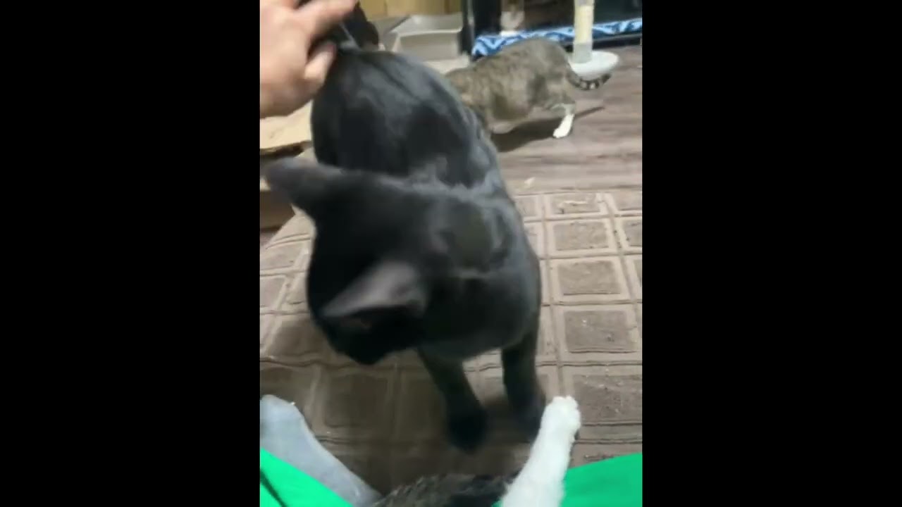 Enlarge Poutine, a Adoptable Domestic Short Hair in Toronto, ON video 6/6