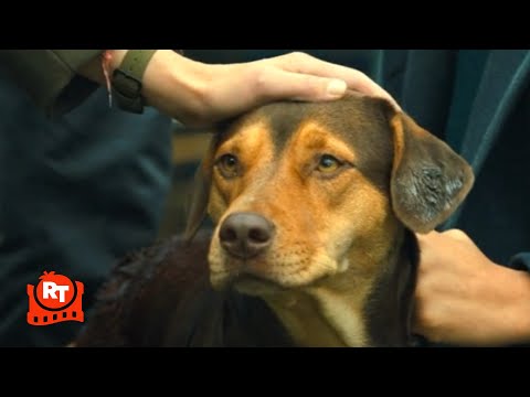 A Dog's Way Home - Standing Up to the Dogcatcher Scene