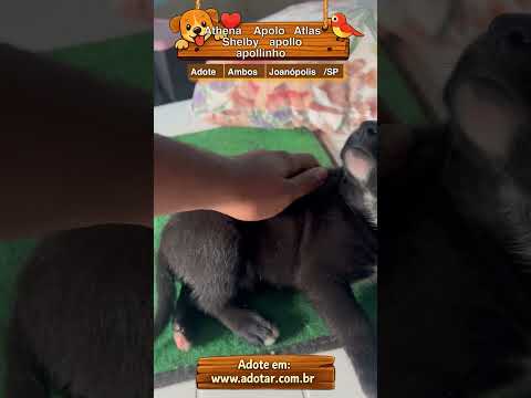Vídeo de Athena Apolo Atlas Shelby apollo apollinho