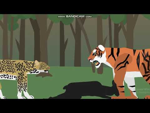 Tiger vs Jaguar