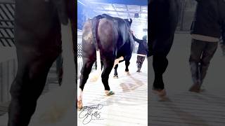 Download lagu Gigantic bull returns to the barn mp3