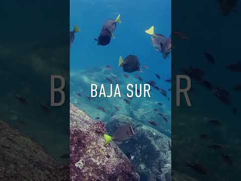 Boutique Brokerage with Global Reach - The Agency