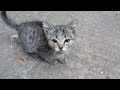 Someone Abandoned Two Kittens And Brought Them To My Yard