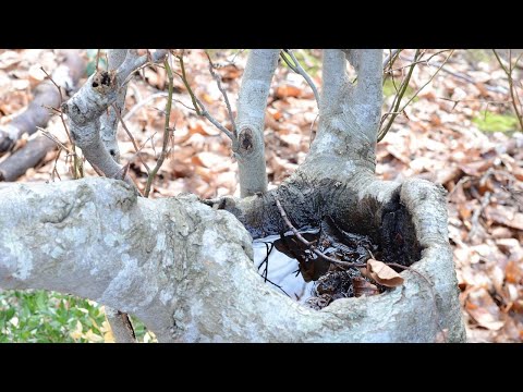 12 Dendrotelme - Dendrotelm oder Wassergefüllte Baumhöhlung - Dendrotelms