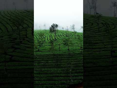 Exploring Kerala's Majestic Tea Estates | A Visual Tour of Southern India's Gem