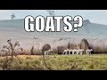 We Have Goats? Australian Sheep Farm Vlog