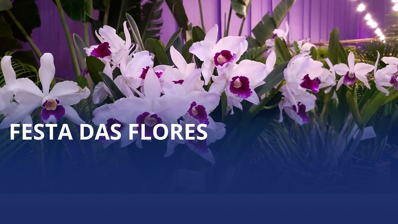 Com mais de 30 mil plantas em exposição, Joinville realiza mais uma edição da Festa das Flores