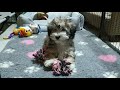 Havanese puppy for sale