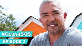 Cesar Millan&#39;s Tips On An Overly Aggressive Dog #CesarSOS