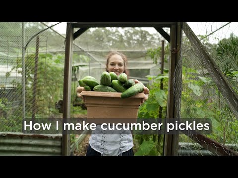 How to make cucumber pickles, what I did wrong, and how to fix salty pickles