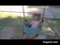 Dogs On A Swing Mp4