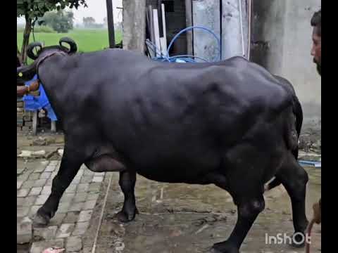 Jafarabadi Buffalo Calf