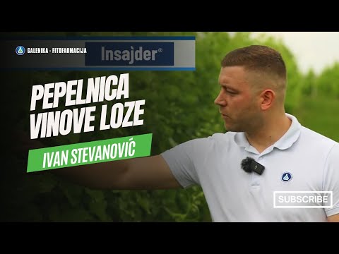 Vaš INSAJDER u borbi protiv prouzrokovača PEPELNICE VINOVE LOZE