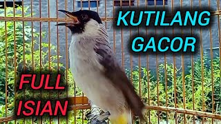 Download lagu KUTILANG GACOR FULL ISIAN AMPUH UNTUK MASTERAN KUTILANG BAHAN mp3 Download lagu KUTILANG GACOR FULL ISIAN AMPUH UNTUK MASTERAN KUTILANG BAHAN mp3