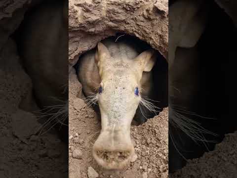 Erdferkel nach Hause 🧡