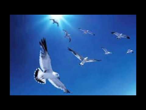 "Concerto Para Um Verão"