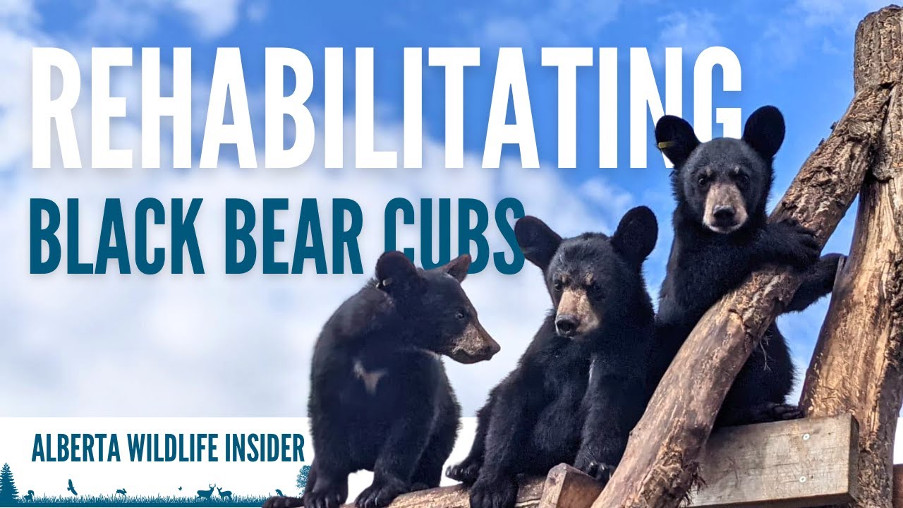 How we return orphaned & injured black bear cubs to the wild
