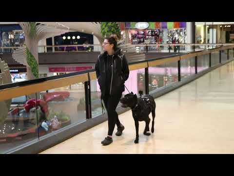 The K9 House Dog Training & Boarding video.