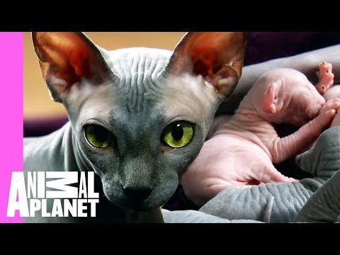 download lagu mp3 mp4 Sphynx, download mp3 Sphynx free download mp3, download mp3 Sphynx