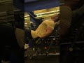 45度仰躺二頭肌訓練