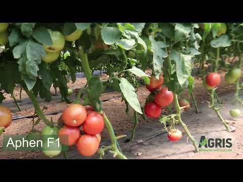 Aphen F1 - Cultura de tomate roz în jud. Dâmbovița, loc. Băleni Sârbi, la domnul Mircea Radu