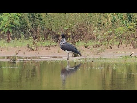 Observando Anhuma | Inhuma no Rio Poti em Demerval Lobão Piauí (Anhima cornuta) 