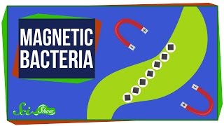 The Bacteria That Make Perfect, Tiny Magnets