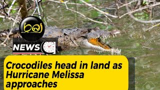 Crocodiles head in land as Hurricane Melissa approaches