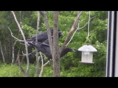 Crows at bird feeder