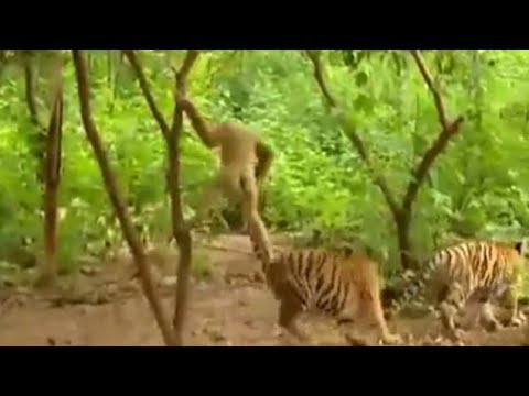 Viral video - Egoistic Monkey - Giving torture to tiger