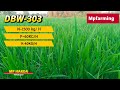 dbw 303 wheat variety details in hindi | dbw 303 wheat variety details | dbw 303 gehu ki verayti