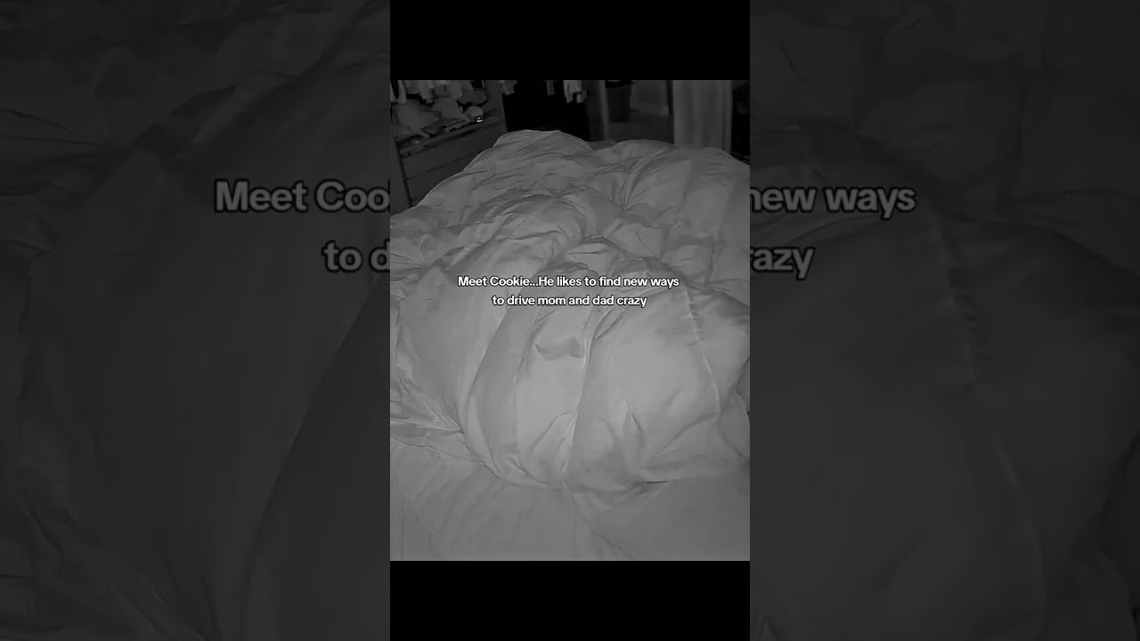 Freaking menace. I'm clearly the weak link. He only listens to Dad (sometimes) #orangecat #catlovers