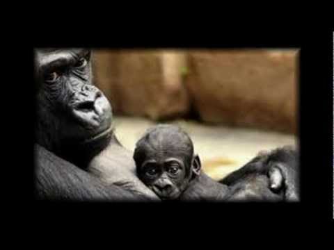 Moja Moja - Jaromír Nohavica