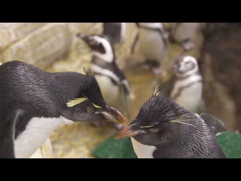 Improving Visitor Services at Shedd Aquarium
