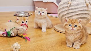 Download lagu Family of British Shorthair kittens playing happily together mp3