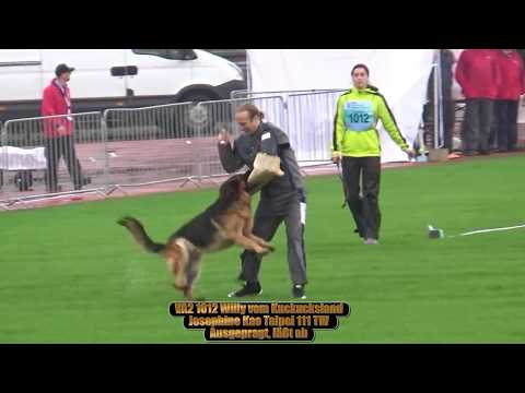 2017 SV BSZS in Ulm TSB part 2 VA2 Willy vom Kuckucksland