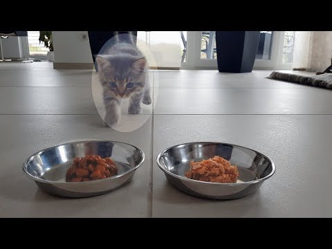 What does a Kitten prefer to eat? Canned Tuna or Catfood ?