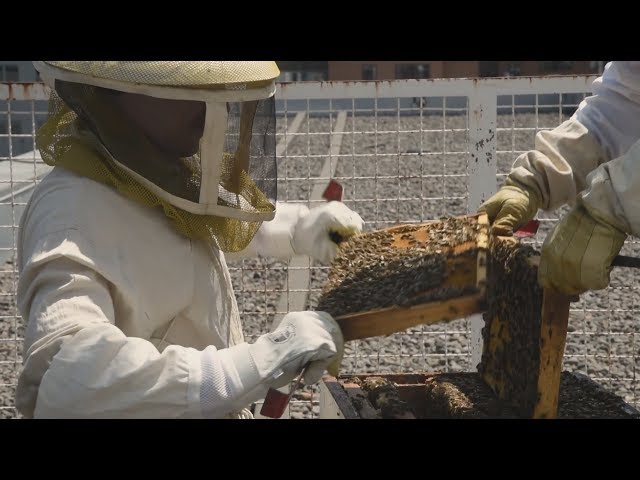 Exposition agriculturelle : MixOFF – Apiculture