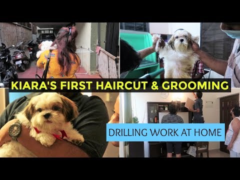 Puppy's First Haircut | Puppy Going Out For First Haircut | Vlog Drilling Work Going On At Home Video