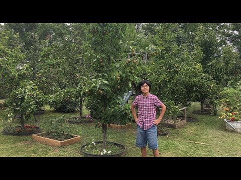 download lagu mp3 mp4 Comice Pear Wiki, download lagu Comice Pear Wiki gratis, unduh video klip Comice Pear Wiki
