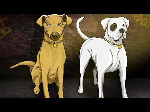 Swift Guad x Paco - Dans ma fourrière