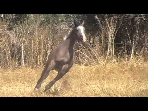 Joud El Arab (k.z zamzamm*shrehan) جود العرب (ك.ز زمزم*شريهان)