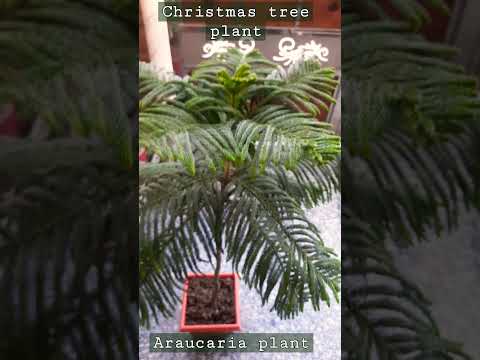 , title : 'Araucaria plant #christmas tree #shorts #care #indoor and outdoor plant #dwarf'