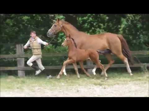 OL mare Feinrich x Rohdiamant FOR SALE