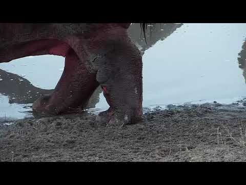Djuma: Lone Hippo(healed leg) arrives - 17:35 - 08/27/19