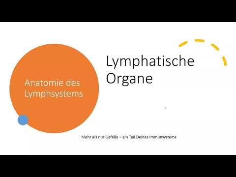 Anatomie des Lymphsystems Teil 5  Lymphatische Organe Lymphknoten Aufbau und Funktion. Lymphdrainage