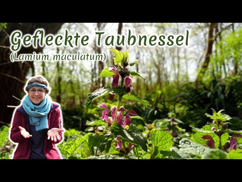 Gefleckte Taubnessel (Lamium maculatum) - Artenporträt: Merkmale | Ökologie | Wissenswertes