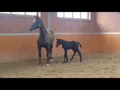 Her Romance von Fürst Romancier x Hohenstein x Donnerhall